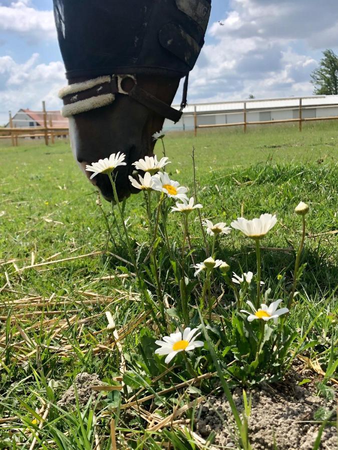 Nagybajcsi Lovaspark és Otthon vendégház Kültér fotó