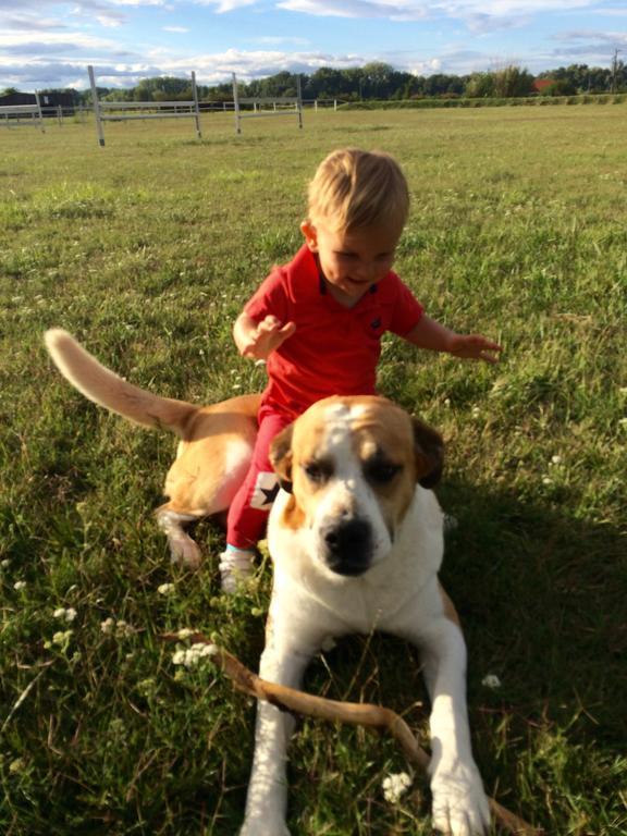 Nagybajcsi Lovaspark és Otthon vendégház Kültér fotó